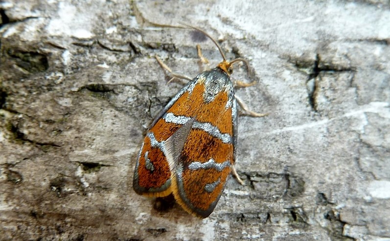 Pupa e adulto: Ptycholoma lecheana (Tortricidae)